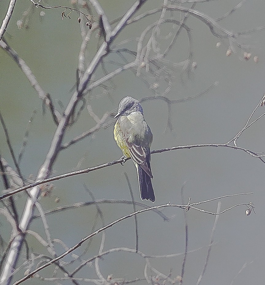 Western Kingbird - ML628411539