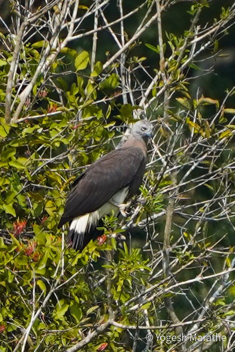 Gray-headed Fish-Eagle - ML628411541