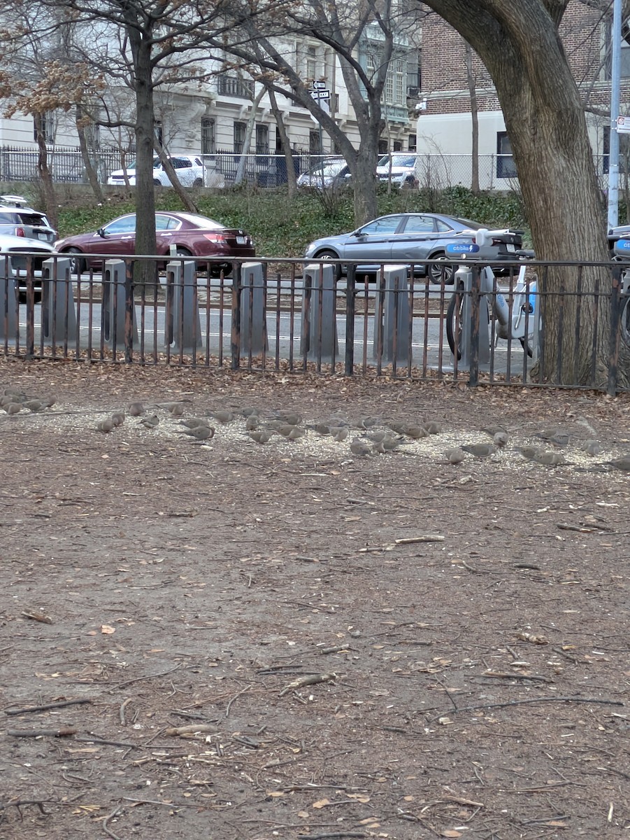 Mourning Dove - ML628411545