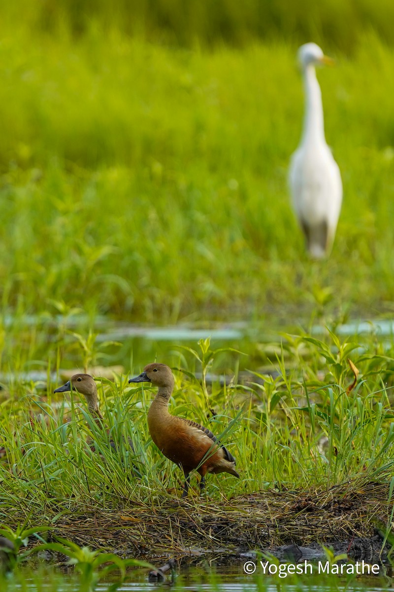 Lesser Whistling-Duck - ML628411554