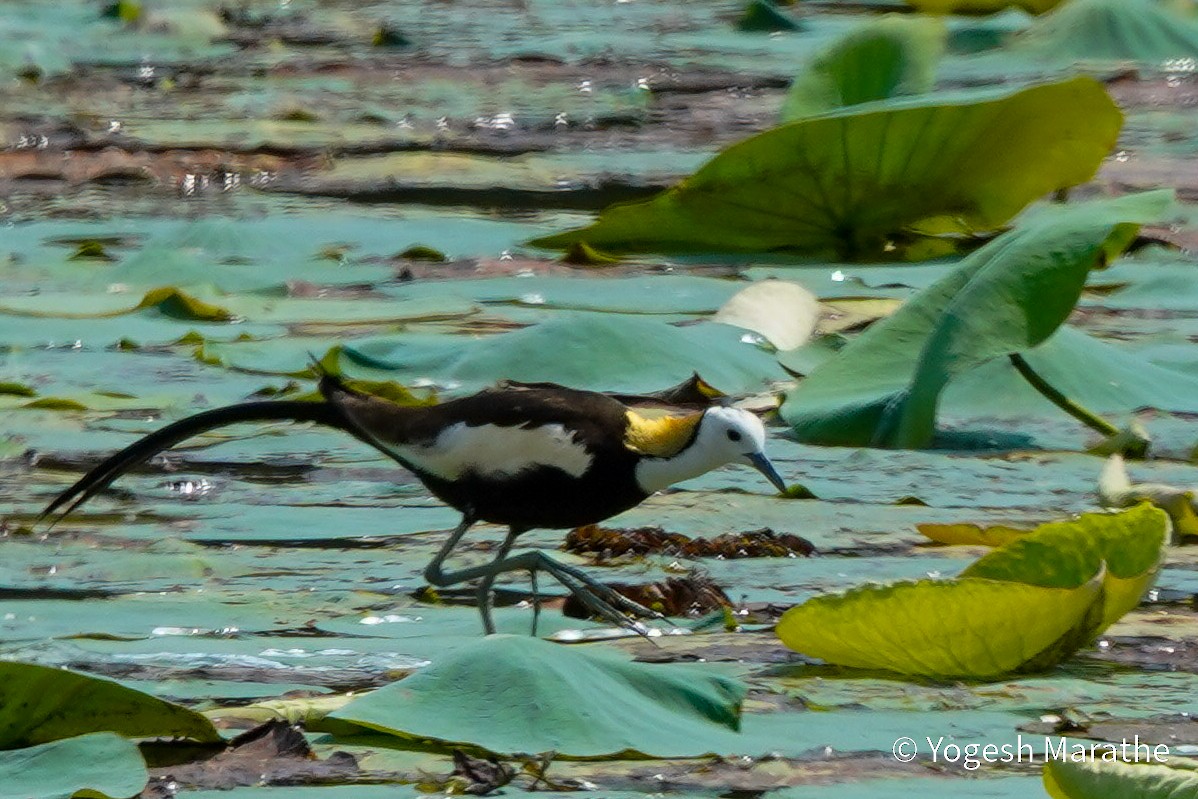 Pheasant-tailed Jacana - ML628411579