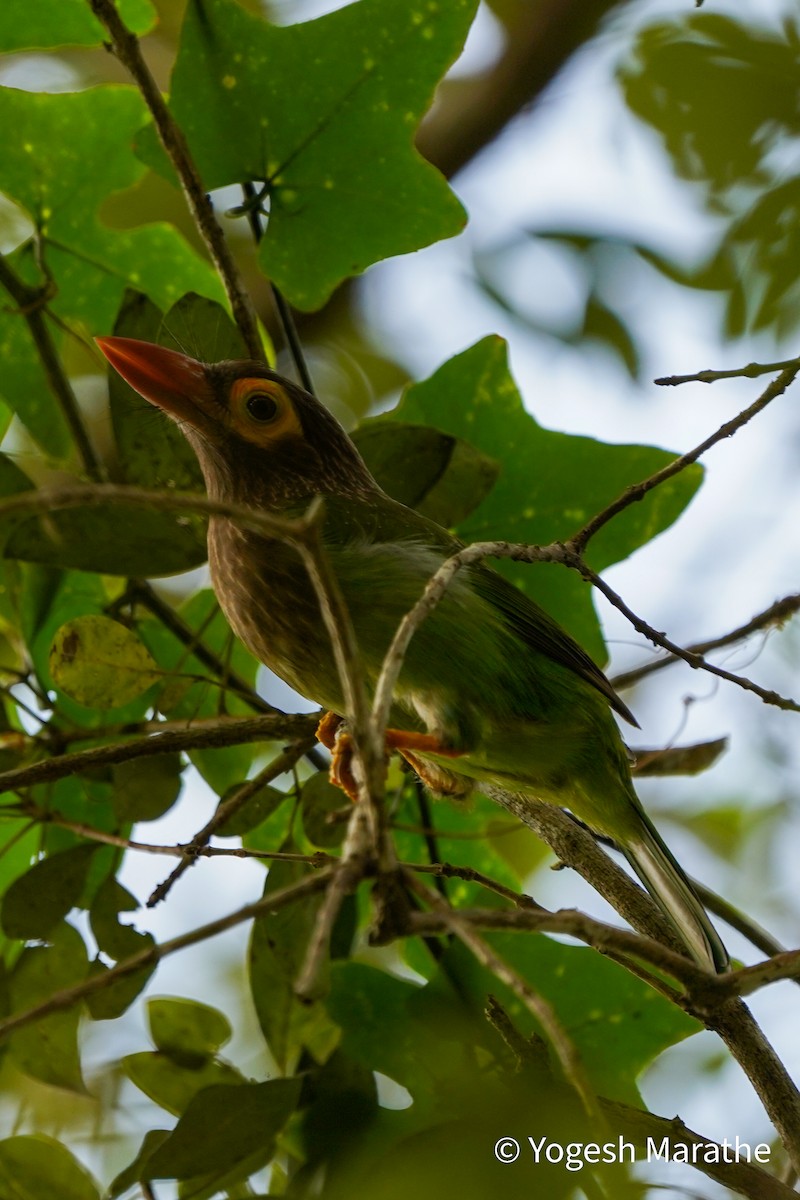 Brown-headed Barbet - ML628411606