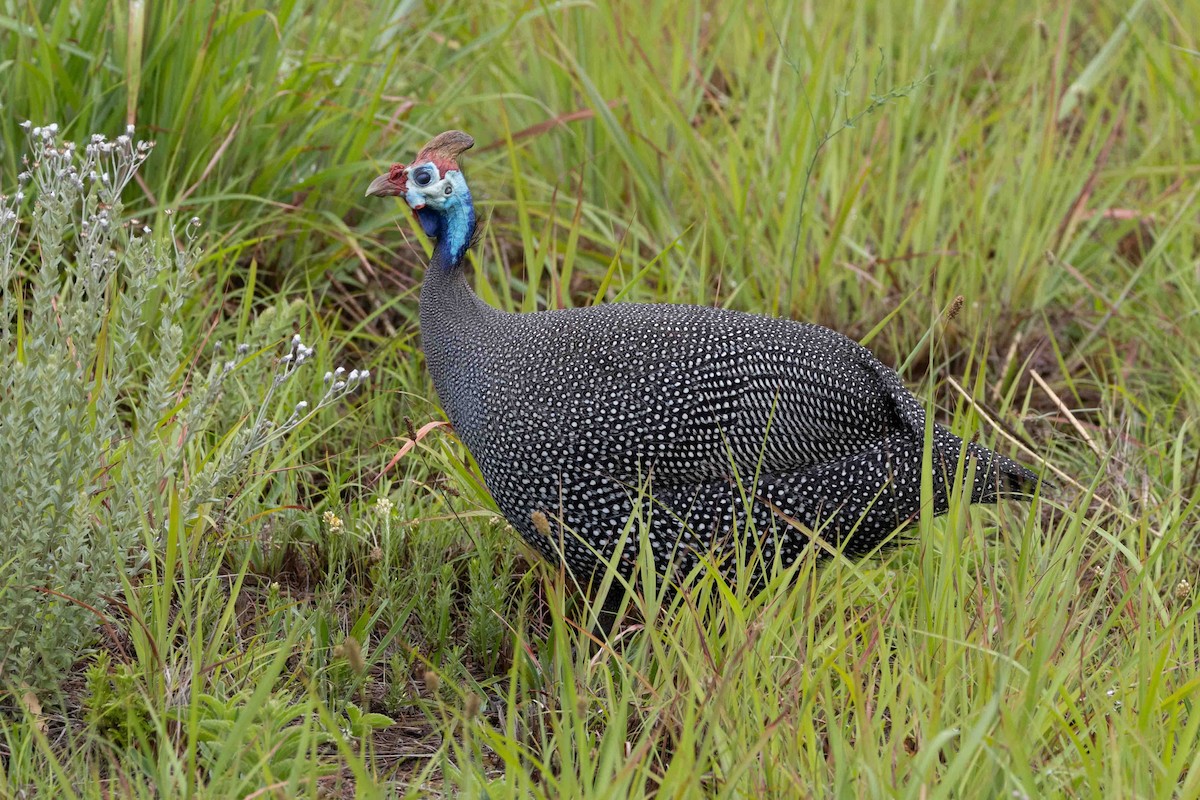 Helmeted Guineafowl - Elouise  Kalmer