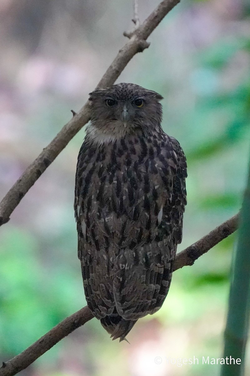 Brown Fish-Owl - ML628411744