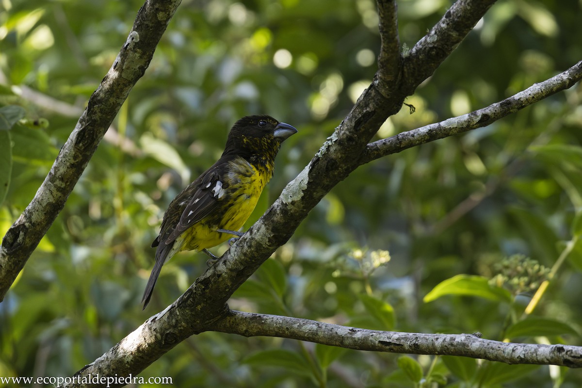 Black-backed Grosbeak - ML628411819