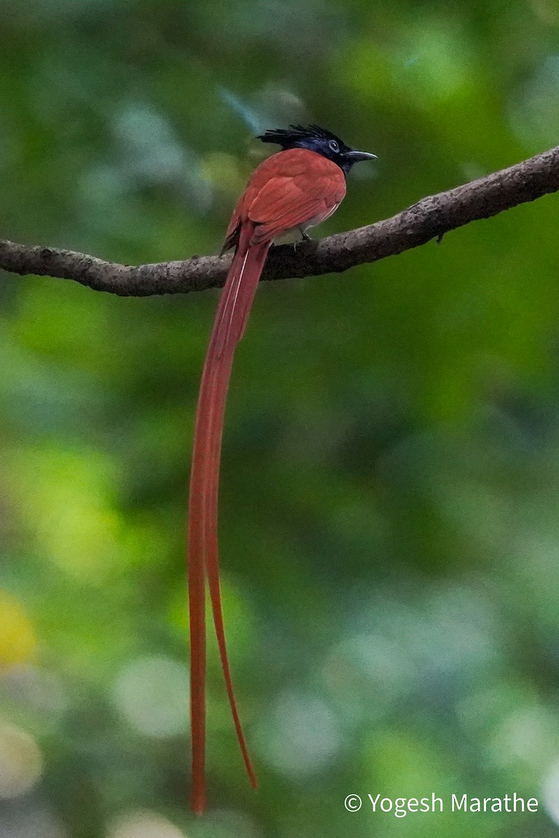 Indian Paradise-Flycatcher - ML628411832