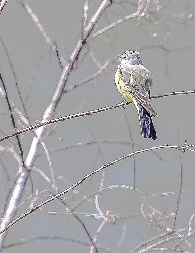 Western Kingbird - ML628411839