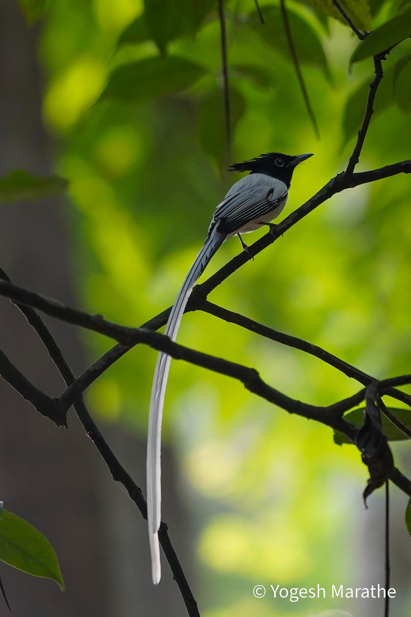 Indian Paradise-Flycatcher - ML628411841