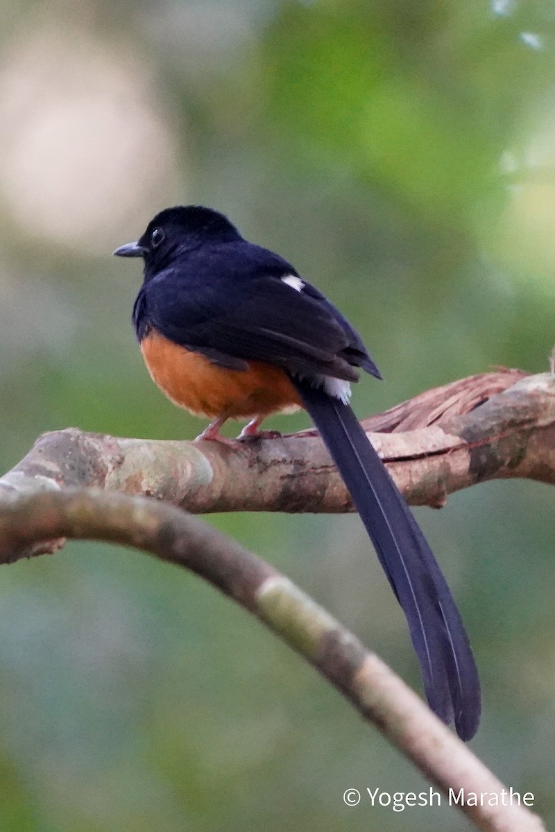 Sri Lanka Shama - ML628411846