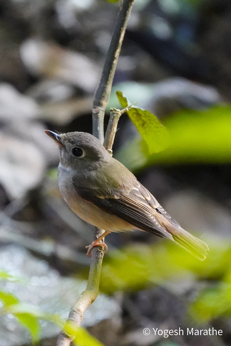 Brown-breasted Flycatcher - ML628411866