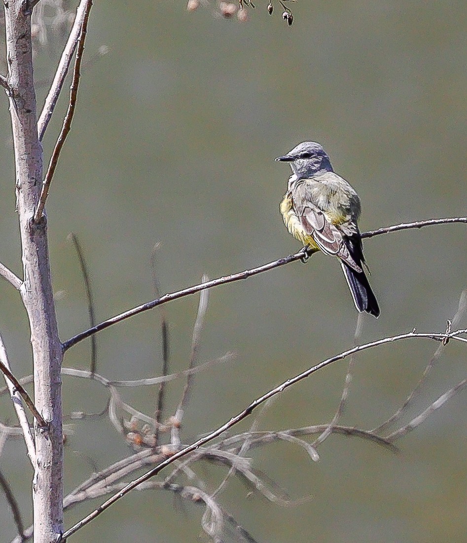 Western Kingbird - ML628411900