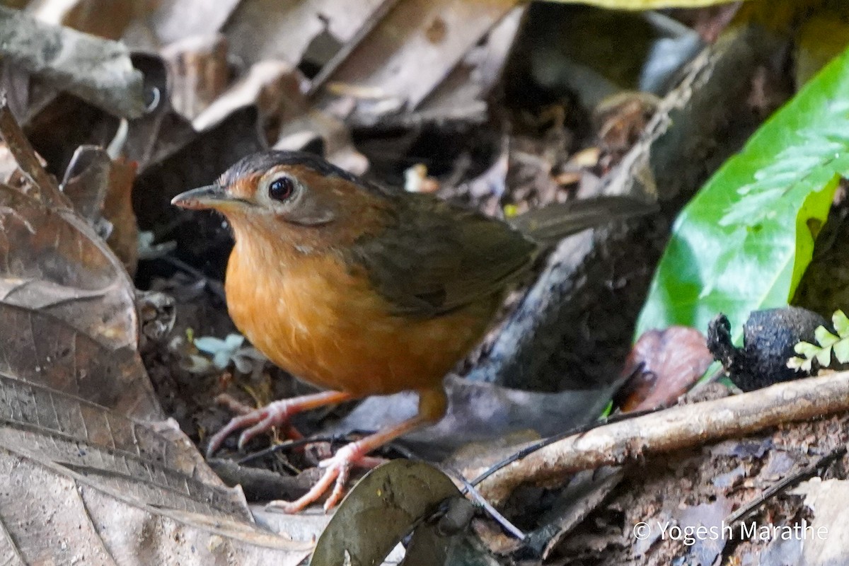 Brown-capped Babbler - ML628411913
