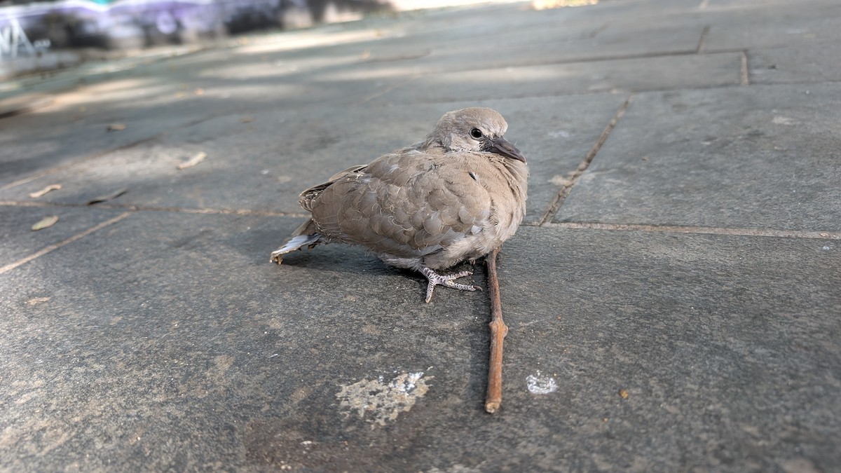 Eurasian Collared-Dove - ML628411919