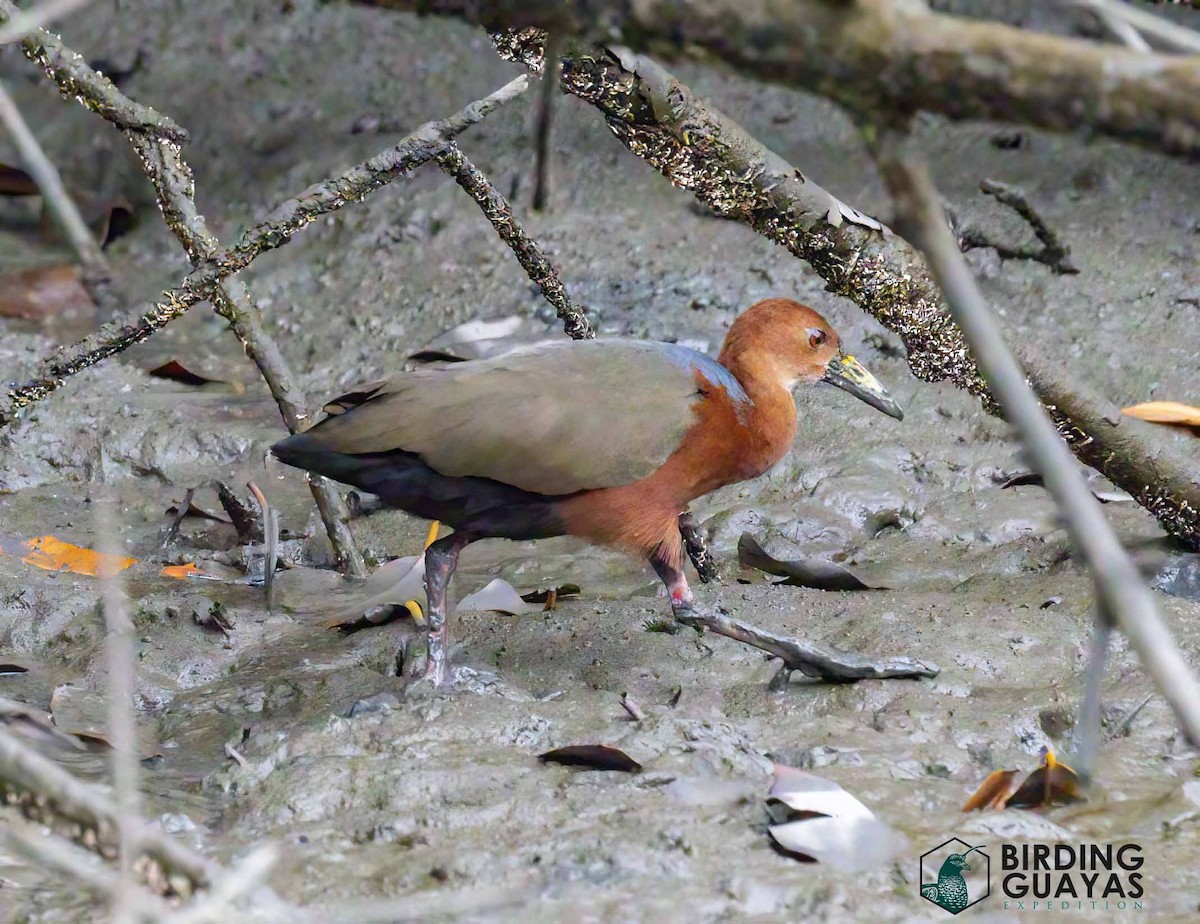 chřástal rezavokrký - ML628411924