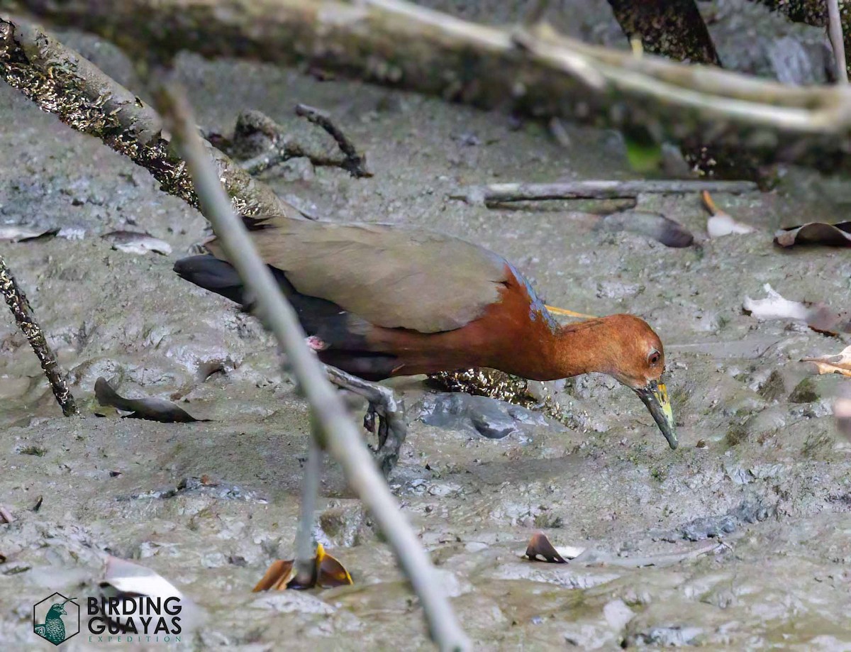 chřástal rezavokrký - ML628411925