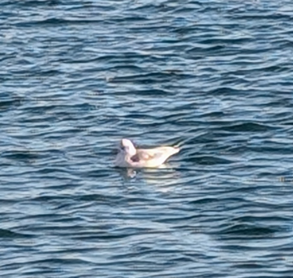 Black-headed Gull - ML628411934