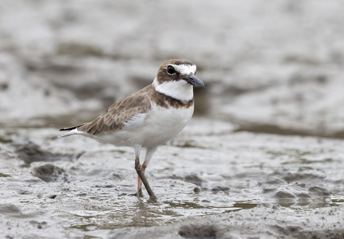 kulík tlustozobý - ML628411942