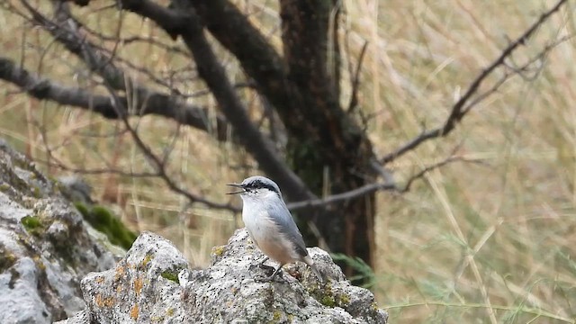 Sittelle de Neumayer - ML628411971
