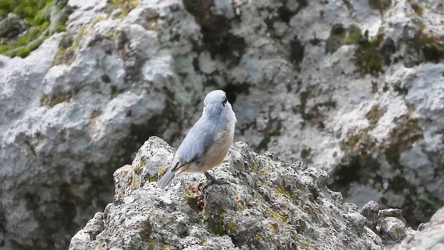 Sittelle de Neumayer - ML628411973