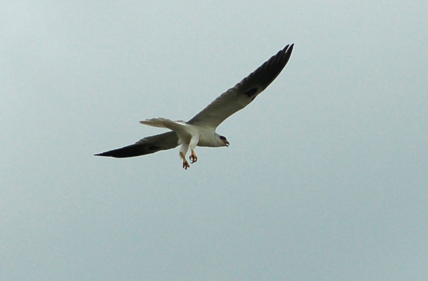 luněc americký - ML628411985