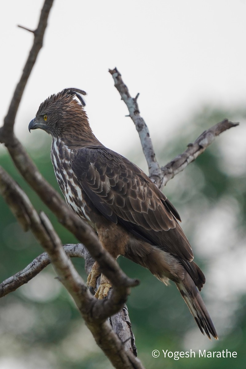 Changeable Hawk-Eagle (Crested) - ML628412099