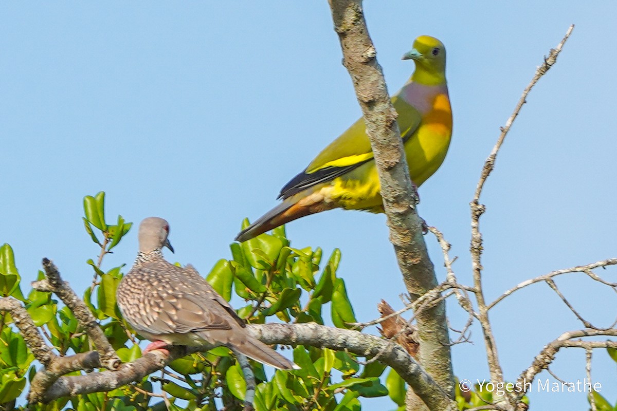 Orange-breasted Green-Pigeon - ML628412381