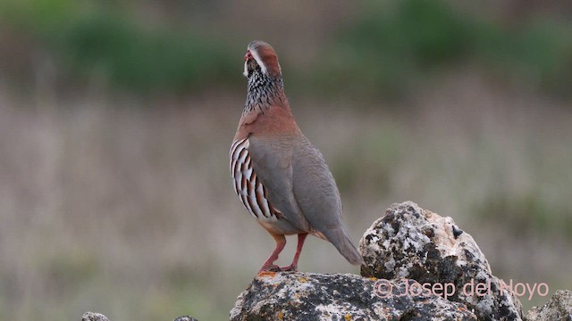 Red-legged Partridge - ML628412400