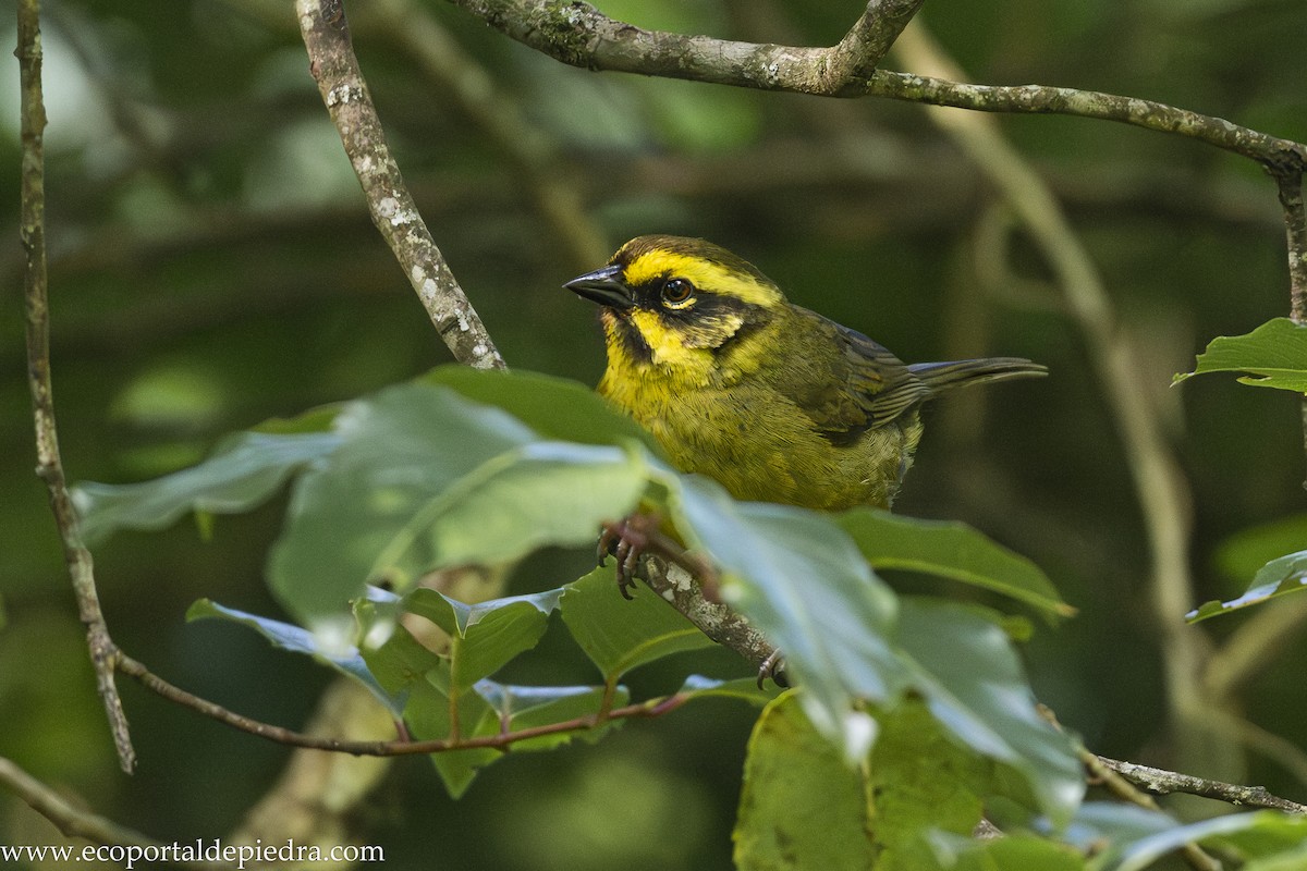 Yellow-striped Brushfinch - ML628412401