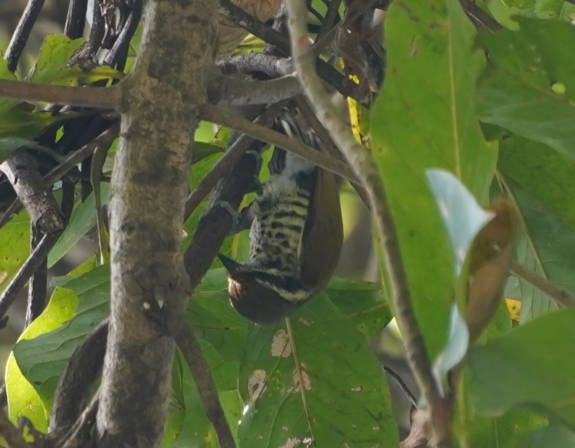 Speckled Piculet - ML628412610