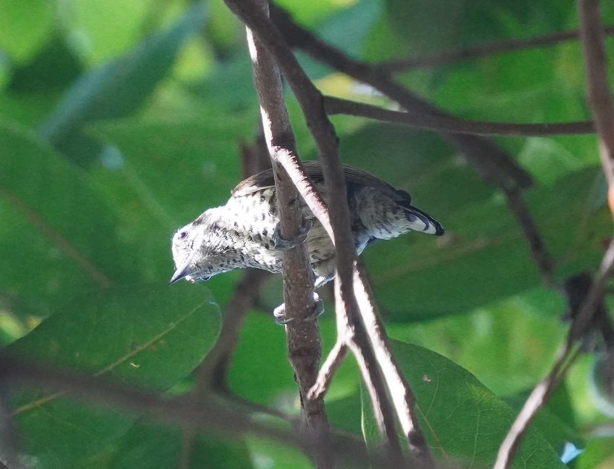 Speckled Piculet - ML628412611
