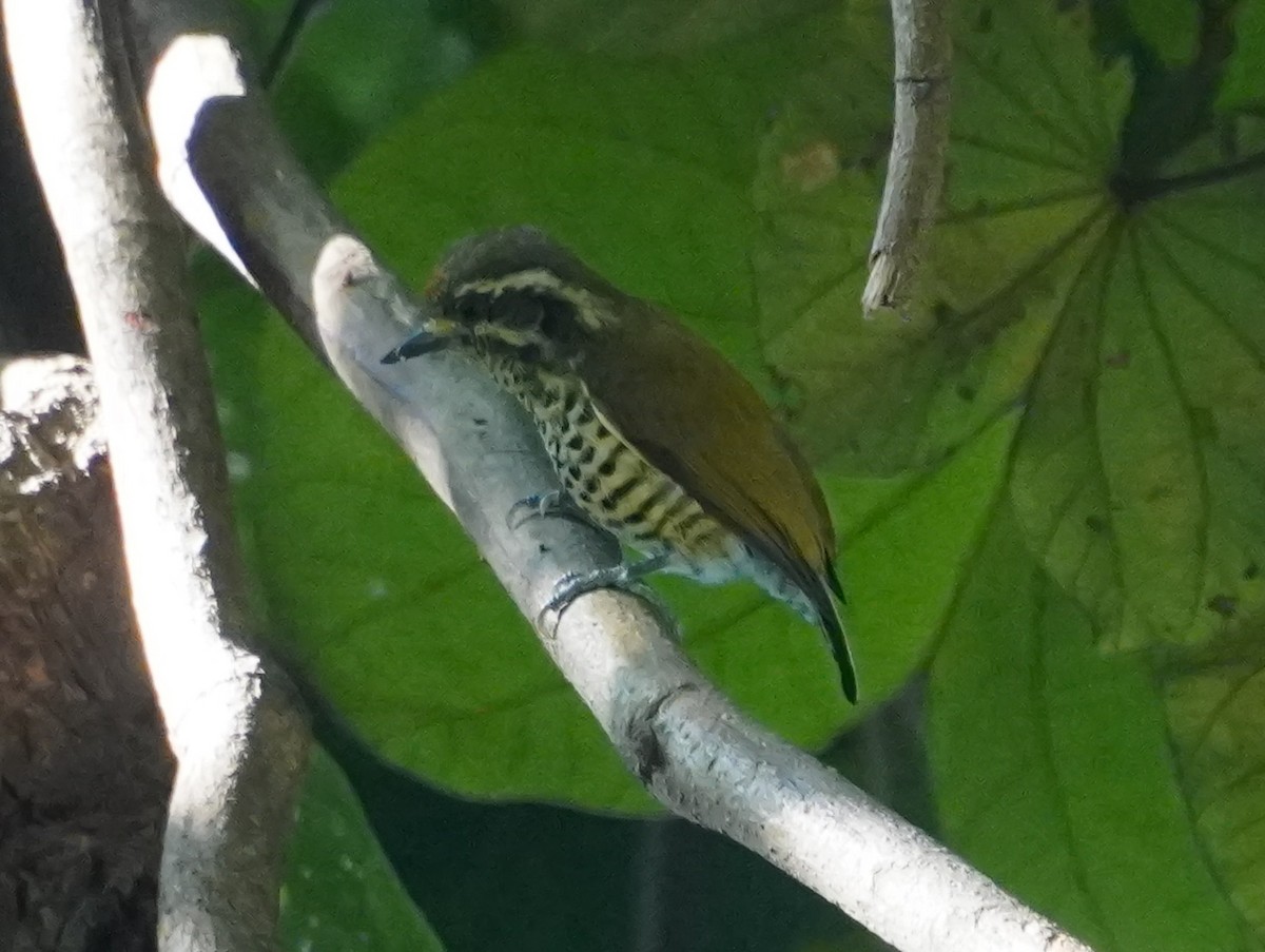 Speckled Piculet - ML628412613