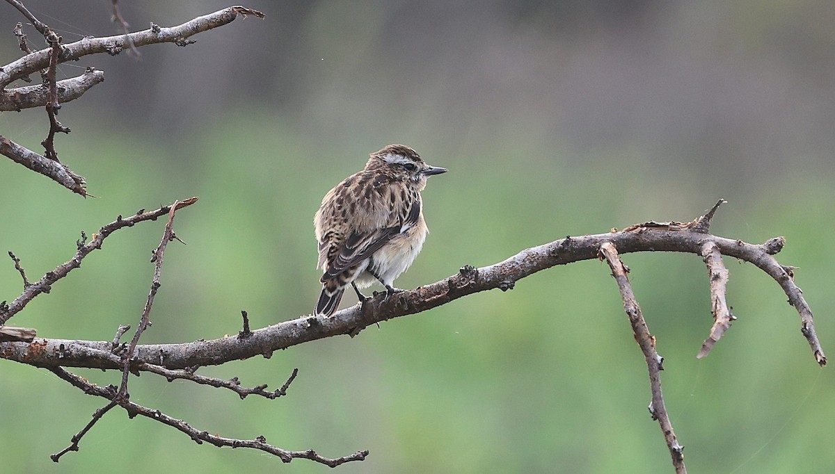 Whinchat - ML628412851