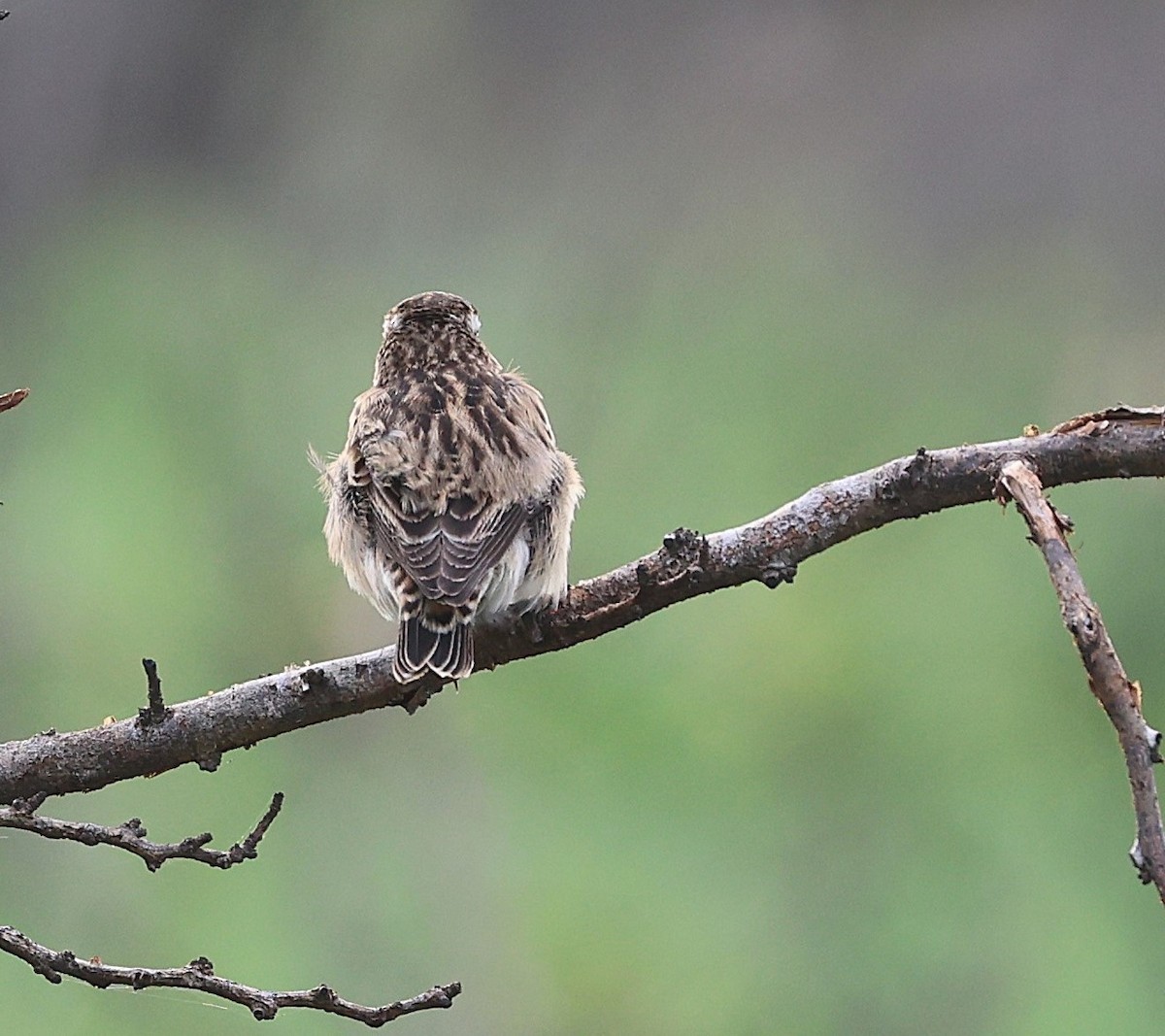 Whinchat - ML628412876