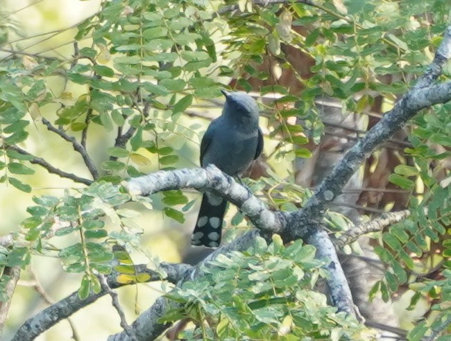 Black-winged Cuckooshrike - ML628412918