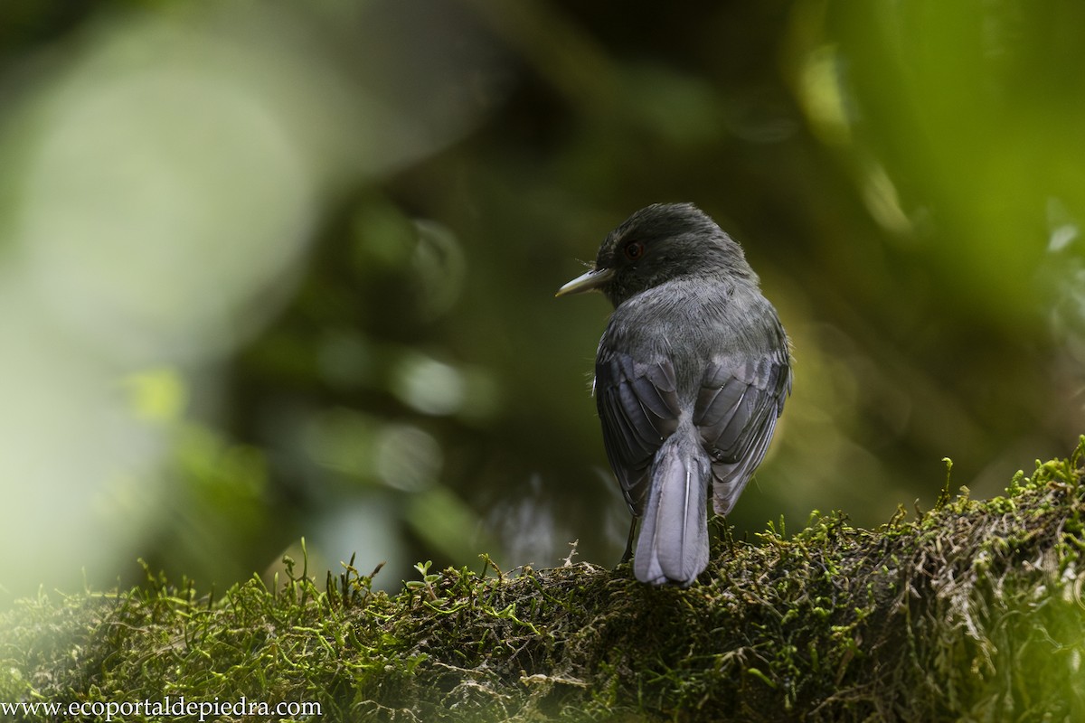 Plumbeous Black-Tyrant - ML628413138