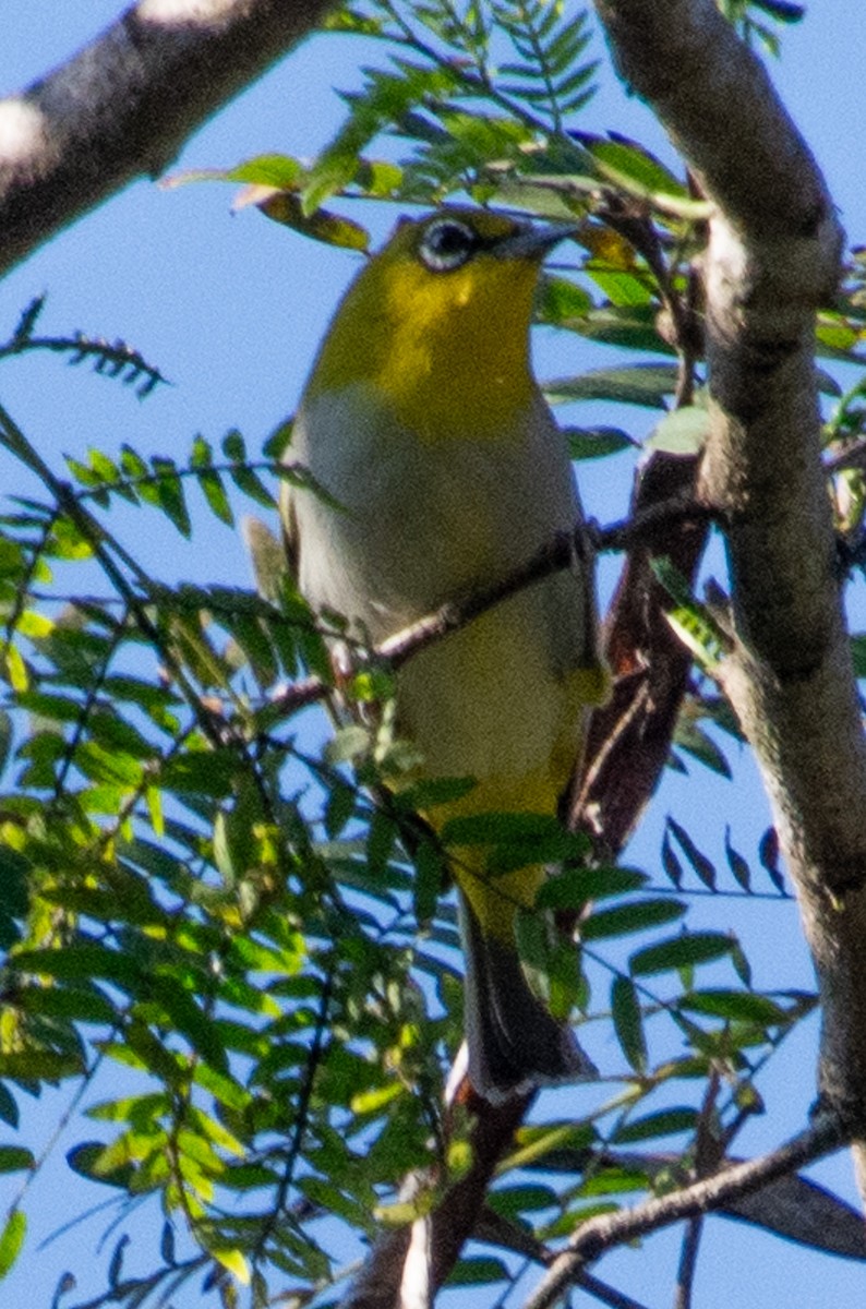 Indian White-eye - ML628413277