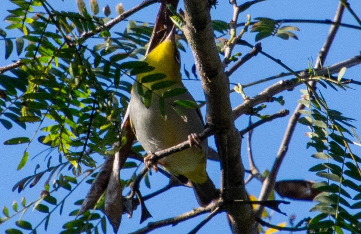 Indian White-eye - ML628413283