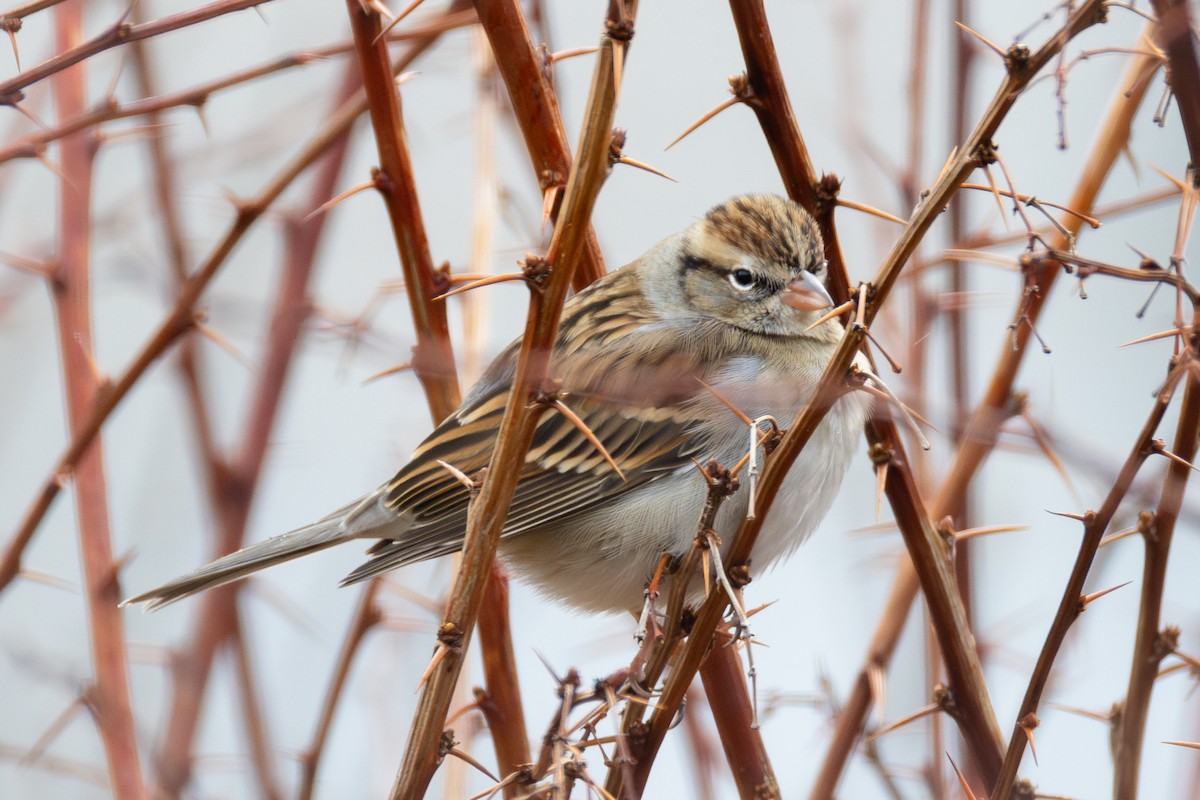 Chipping Sparrow - ML628413334