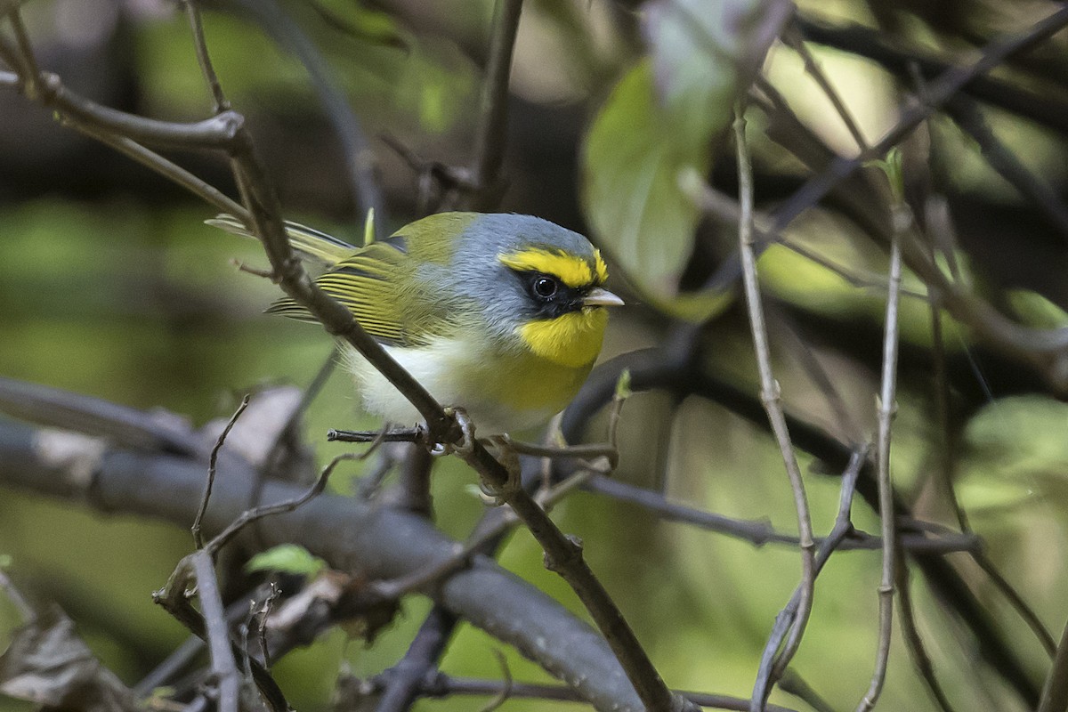 Black-faced Warbler - ML628413888