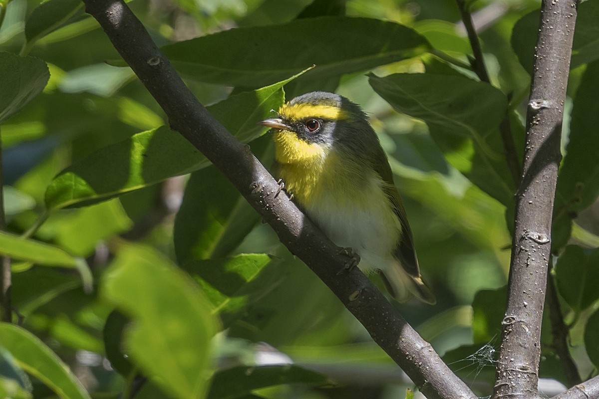 Black-faced Warbler - ML628413889