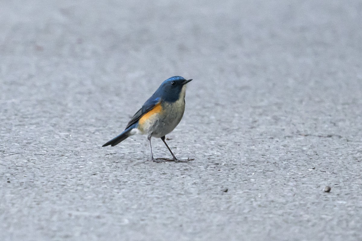 Himalayan Bluetail - ML628413912