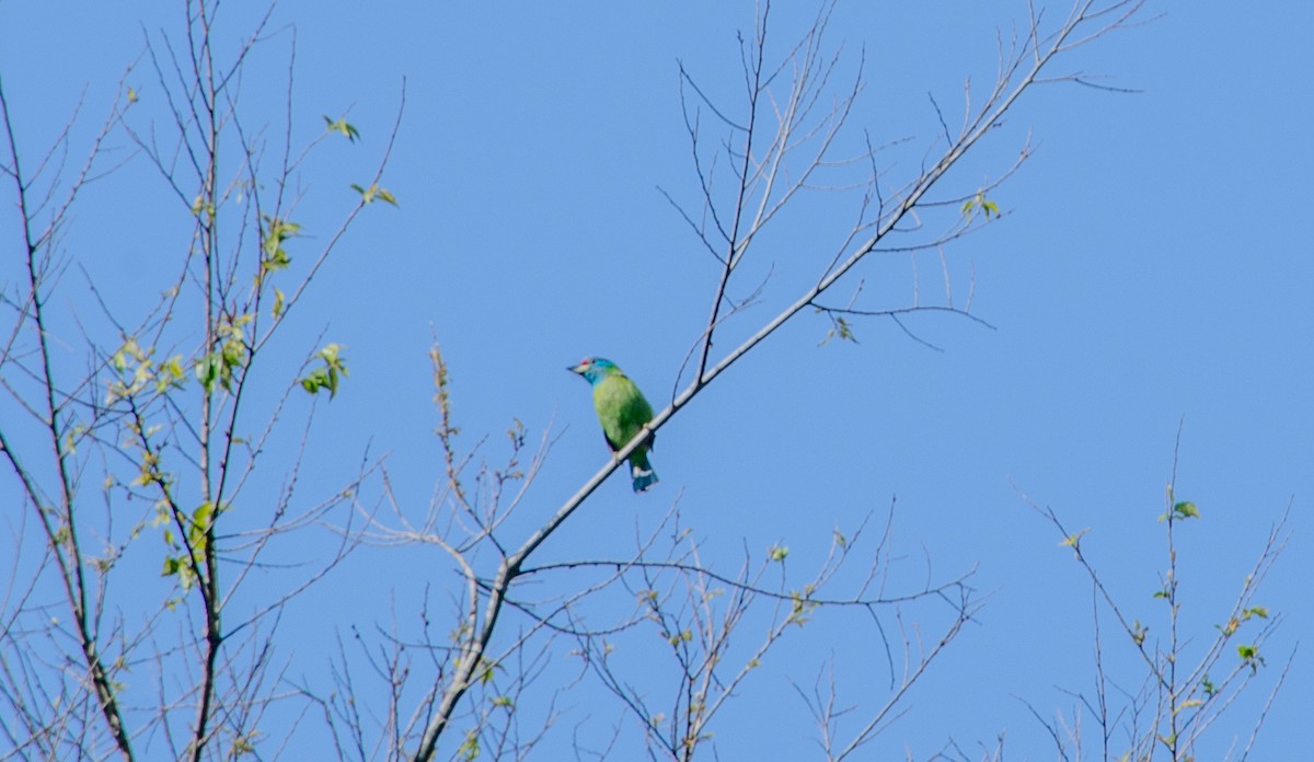 Blue-throated Barbet - ML628413958