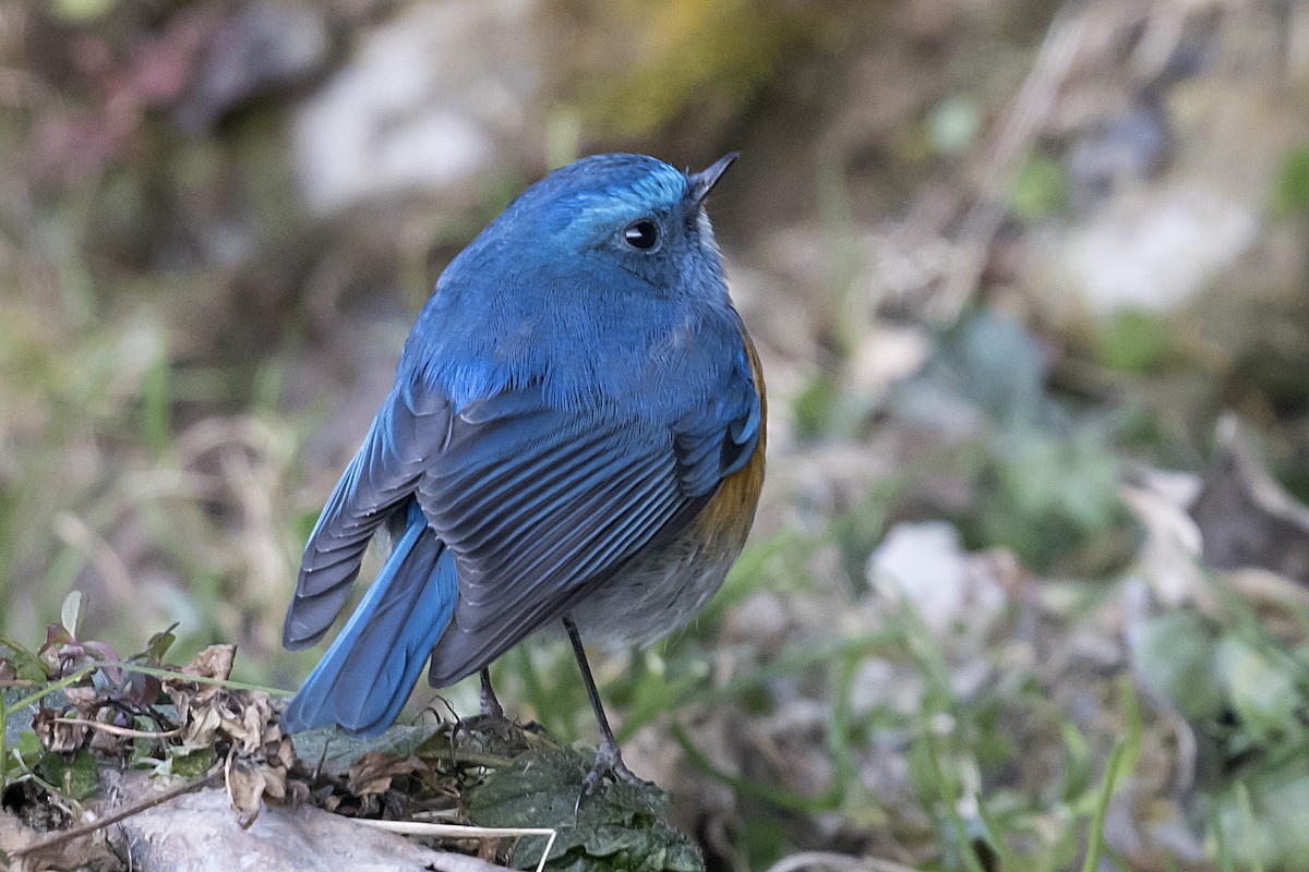 Himalayan Bluetail - ML628414076