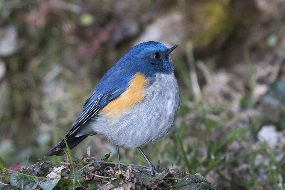 Himalayan Bluetail - ML628414077