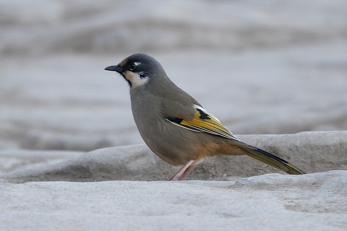 Variegated Laughingthrush - ML628414161