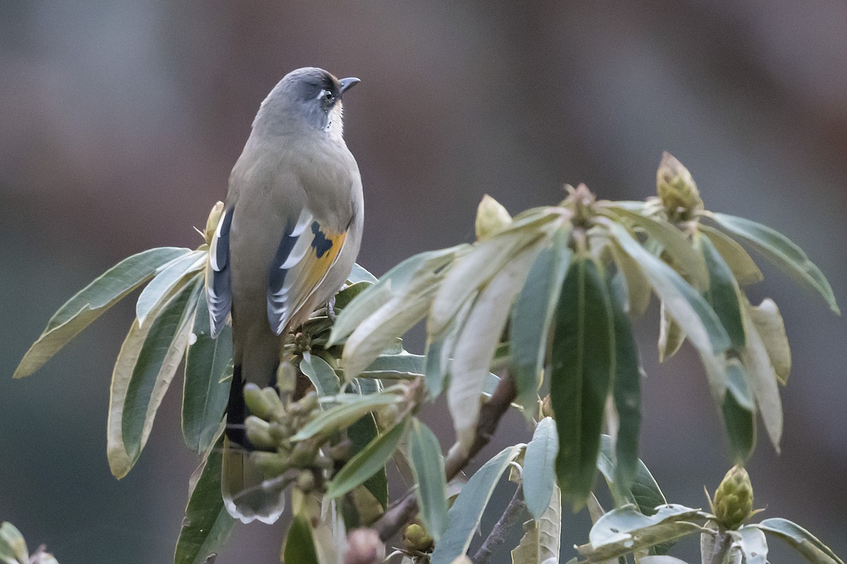 Variegated Laughingthrush - ML628414162