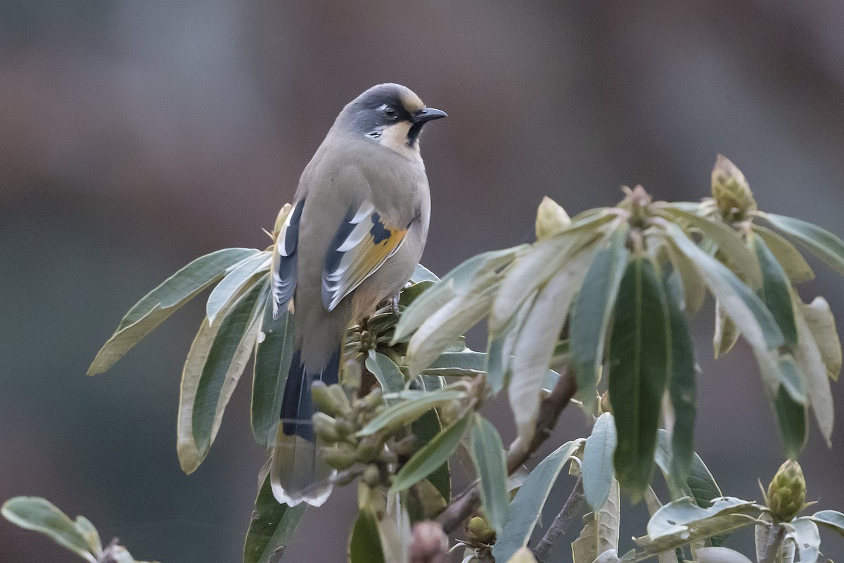 Variegated Laughingthrush - ML628414163