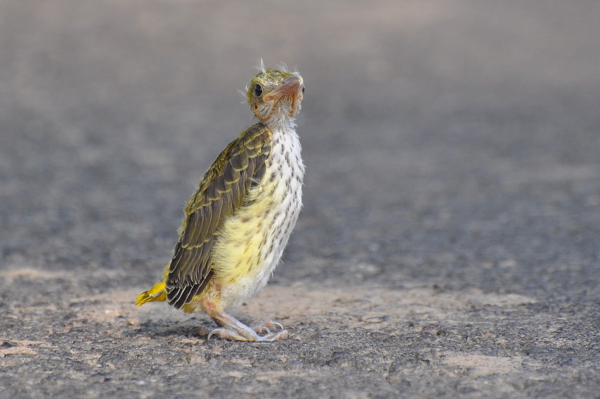 Eurasian Golden Oriole - ML628414164