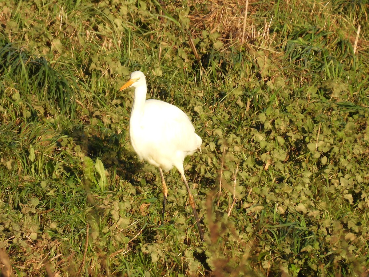 Great Egret - ML628414225