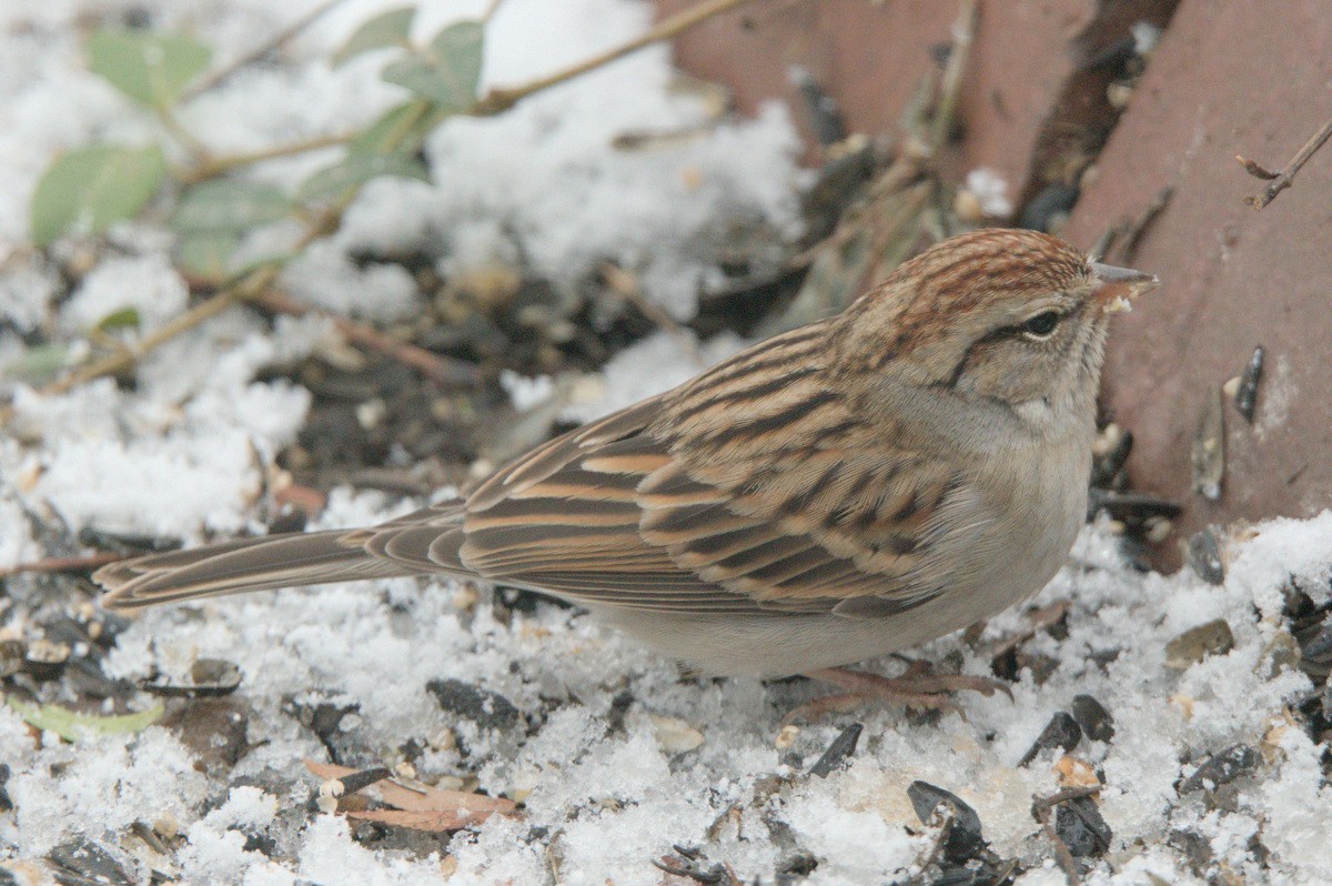 Chipping Sparrow - ML628414245